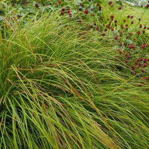 Carex montana Kalninė viksva