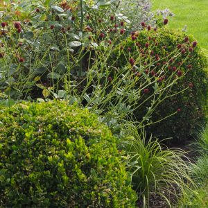 Vaistinė kraujalakė Sanguisorba officinalis ’Tanna’