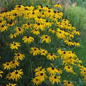 Žėrinčioji rudbekija Rudbeckia fulgida 'Goldsturm'